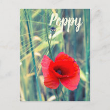 庭師や花好きの贈り物のためのケシの花