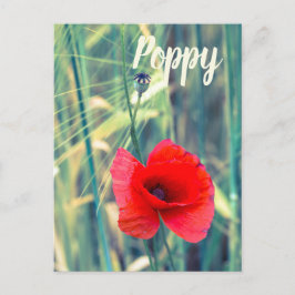 庭師や花好きの贈り物のためのケシの花 シーズンポストカード