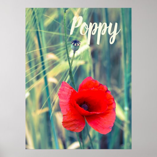 庭師や花好きの贈り物のためのケシの花 ポスター (正面)