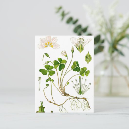 庭師 ポストカード (スタンド正面)