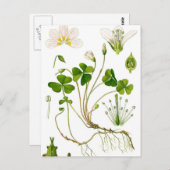 庭師 ポストカード (正面/裏面)