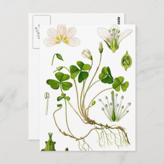 庭師 ポストカード (正面/裏面)