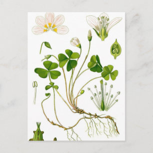 庭師 ポストカード