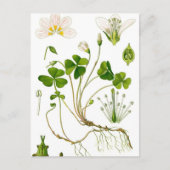 庭師 ポストカード (正面)