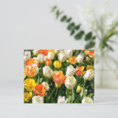 庭数々ののチューリップ シーズンポストカード (スタンド正面)
