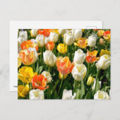 庭数々ののチューリップ シーズンポストカード (正面/裏面)