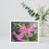 庭花，ピンク ポストカード (スタンド正面)