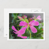 庭花，ピンク ポストカード (正面/裏面)