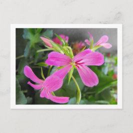 庭花，ピンク ポストカード