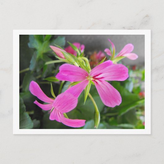 庭花，ピンク ポストカード (正面)