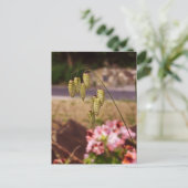 庭葉書の雑草 ポストカード (スタンド正面)