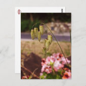 庭葉書の雑草 ポストカード (正面/裏面)