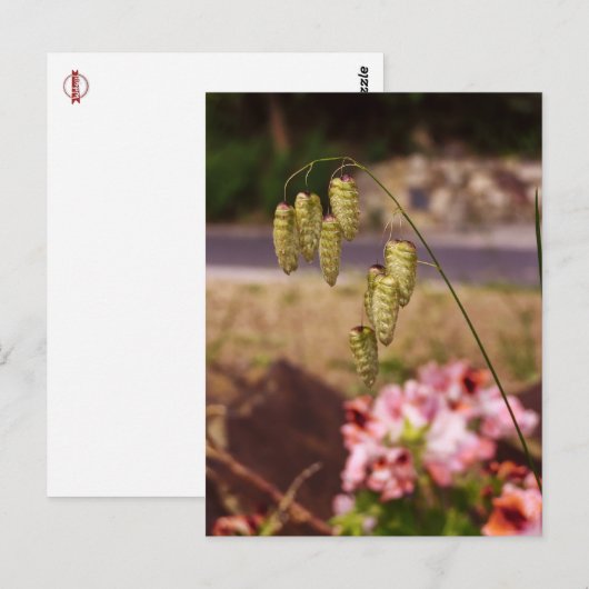 庭葉書の雑草 ポストカード (正面/裏面)