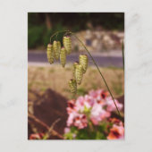 庭葉書の雑草 ポストカード (正面)