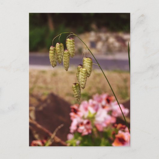庭葉書の雑草 ポストカード (正面)