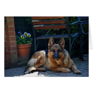 庭、ジャーマン・シェパード、犬