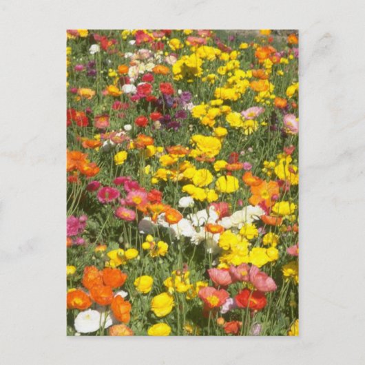 庭 ポストカード (正面)