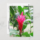 延喜色老女 ポストカード (正面/裏面)