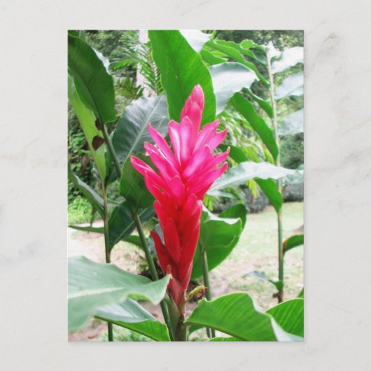 延喜色老女 ポストカード (正面)