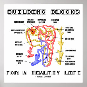 建物ブロックの健康な生活のための腎臓ネフロン ポスター