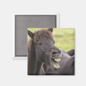 式を持つアイスランおもしろいドの馬 マグネット (正面/裏面)