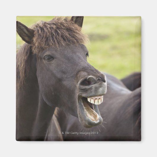 式を持つアイスランおもしろいドの馬 マグネット (正面)