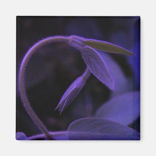 弓 マグネット (正面)