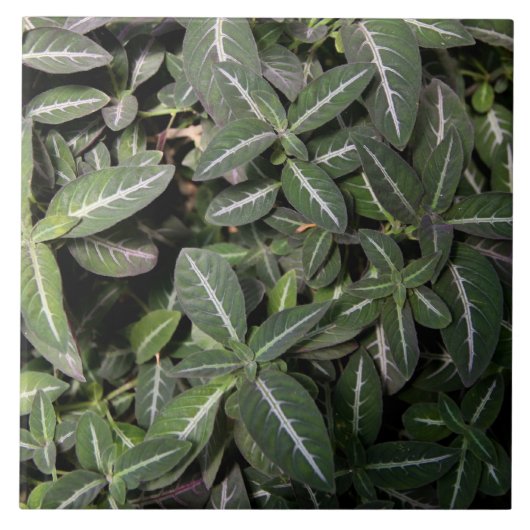 引きずるビロード植物のタイル タイル (正面)