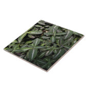 引きずるビロード植物のタイル タイル (側面)