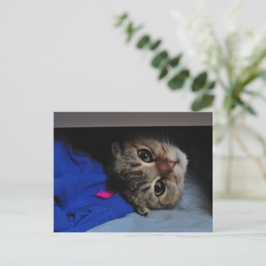 引き出しの中のねこ ノードルズ ポストカード (スタンド正面)