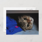 引き出しの中のねこ ノードルズ ポストカード (正面/裏面)