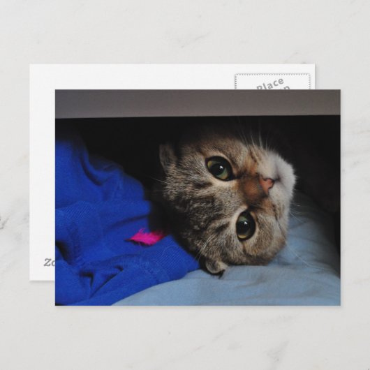 引き出しの中のねこ ノードルズ ポストカード (正面/裏面)