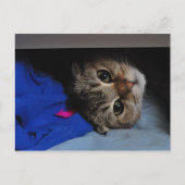 引き出しの中のねこ ノードルズ ポストカード (正面)