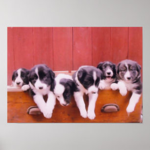 引き出し縁どの中のコリーの子犬絵画たち ポスター