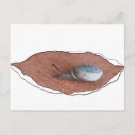 引き裂かれた材料の下でカタツムリ ポストカード