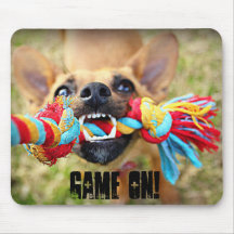 引っ張りo戦争のチワワ