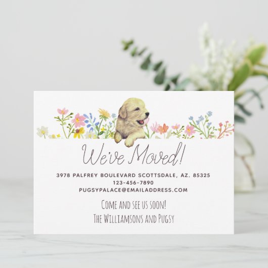 引っ越しました!ゴールデンレトリバーパピーの発表 案内状 (スタンド正面)