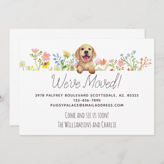 引っ越しました!ラブラドール子犬フローラ移動 案内状 (正面/裏面)