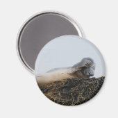 引掻きシールマグネット マグネット (正面/裏面)