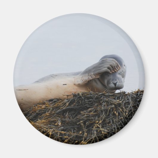 引掻きシールマグネット マグネット (正面)