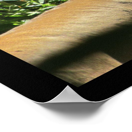 引用文やる気を起こさせるライオン心中の勇気 ポスター (角)