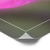 引用文付きオダマキ(植物)花写真 ポスター (角)