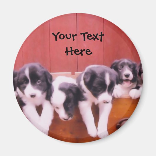 引縁どき出し磁石内のコリー子犬 マグネット (正面)