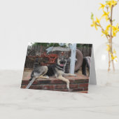 引退ラッキードッグジャーマンシェパードカード カード (黄色い花)