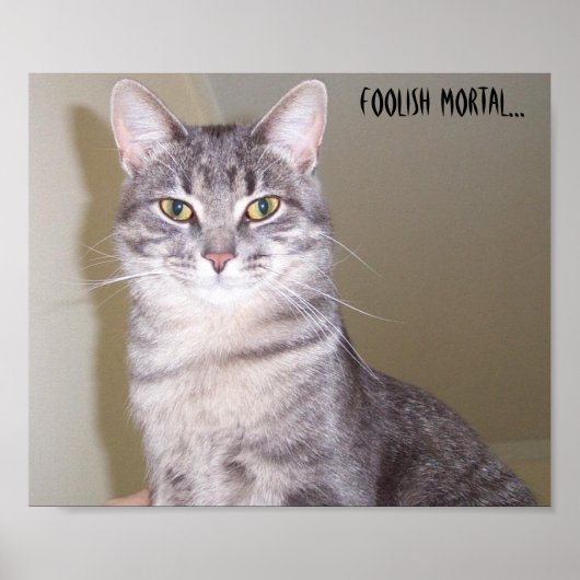 強いネコ愚かな人間… ポスター (正面)