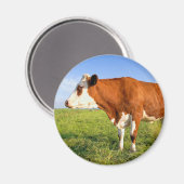 強いフリシア牛 マグネット (正面/裏面)