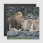 強いライオンの愛 (正面/裏面)