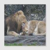 強いライオンの愛 (正面)