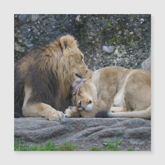 強いライオンの愛 (正面)