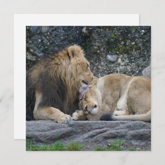 強いライオンの愛 (正面/裏面)